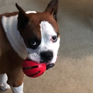 Meet your Posher, Francis